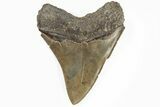 Serrated, Fossil Megalodon Tooth - Razor Sharp #202562-1